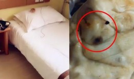 留学生爆料宾馆视频网站,宾馆视频网站惊现不雅内容，引发社会关注