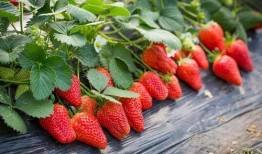 草莓农药爆料事件视频完整版,揭露农业产业链暗流涌动