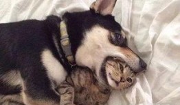 紫狗提前爆料视频,揭秘视频背后的惊人真相