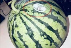 酒吧吃瓜网红叫什么来着