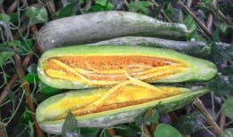 姓韩的网红吃瓜,韩姓网红揭秘娱乐圈吃瓜大事件