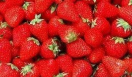 草莓农药爆料事件视频完整版,揭露农业产业链暗流涌动