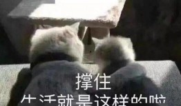 娱乐吃瓜口播文案短句搞笑,笑料横生！娱乐吃瓜界的搞笑短句大盘点