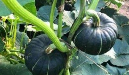 姓韩的网红吃瓜,韩姓网红揭秘娱乐圈吃瓜大事件