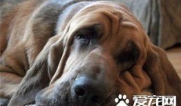 寻血猎犬爆料视频大全下载,揭秘神秘事件背后的真相