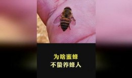 蜂蛰在线观看,揭秘神秘蜂群世界的惊险之旅