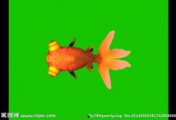 金鱼爆料视频大全集,揭秘视频大全集精彩瞬间