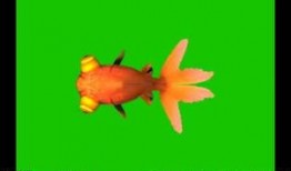 金鱼爆料视频大全集,揭秘视频大全集精彩瞬间