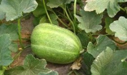 甜瓜概念爆料视频下载安装,甜瓜概念爆料视频下载安装全攻略