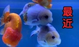 金鱼爆料视频大全集,揭秘视频大全集精彩瞬间