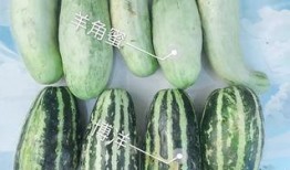 什么叫吃网红的瓜,吃瓜群众如何品尝“网红瓜”的酸甜苦辣