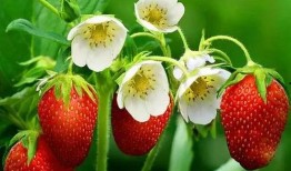 草莓农药爆料事件视频完整版,揭露农业产业链暗流涌动