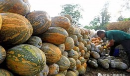 承德县吃瓜网红,揭秘承德县网红美食背后的故事