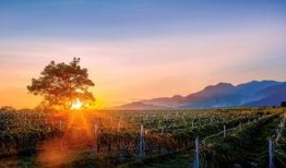 原乡全集在线观看,探寻乡土情怀的文学之旅