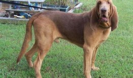 寻血猎犬爆料视频大全下载,揭秘神秘事件背后的真相