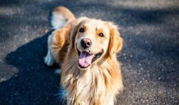 紫狗提前爆料视频,揭秘视频背后的惊人真相