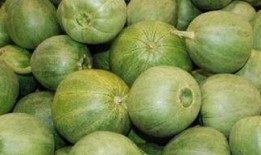 甜瓜概念爆料视频下载安装,甜瓜概念爆料视频下载安装全攻略