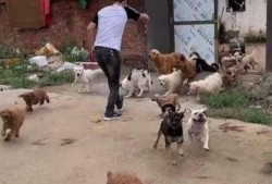 爆料救助流浪狗视频播放,救助流浪狗视频引关注，爱心传递温暖人间