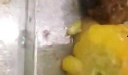 吃虫子爆料视频,吃虫子挑战背后的真实内幕